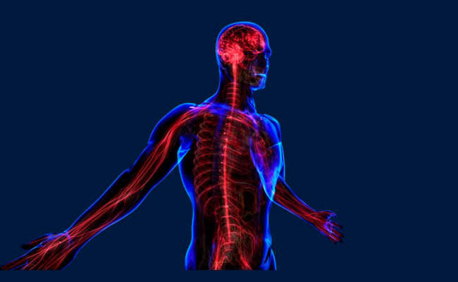 Воздействие массажа на центральную нервную систему человека